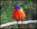 _2SB9237 painted bunting